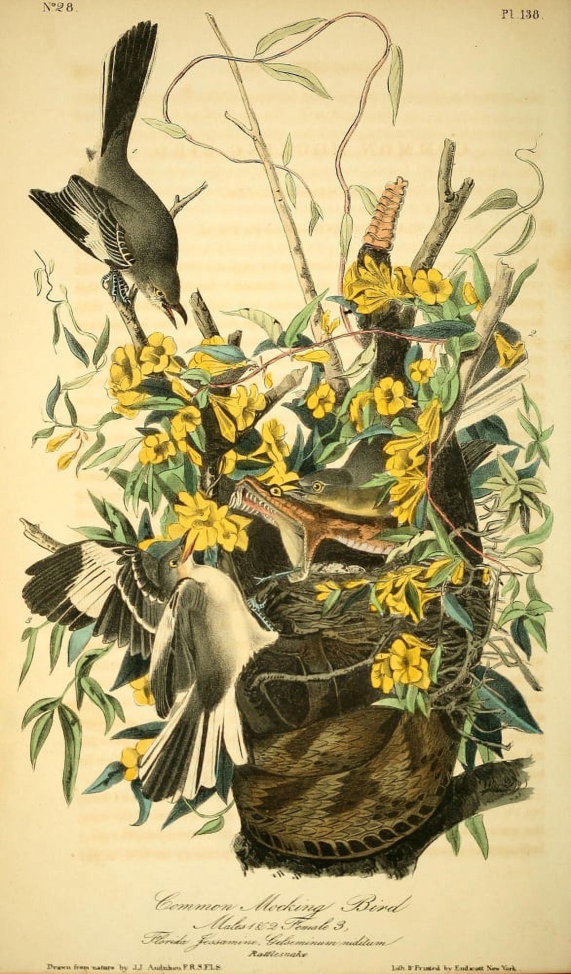 Birds of America 1844 Common Mocking Bird Canvas Art - JJ Audubon (24 x 36)