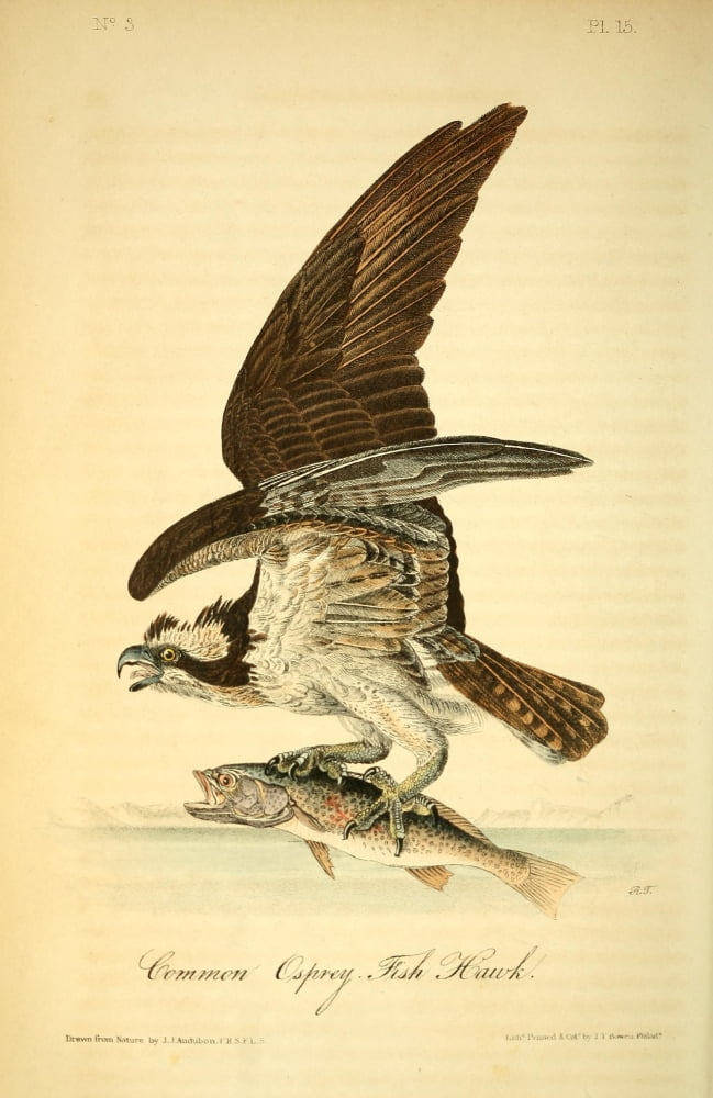 Birds of America 1844 Common Osprey Fish Hawk Canvas Art - JJ Audubon (24 x 36)
