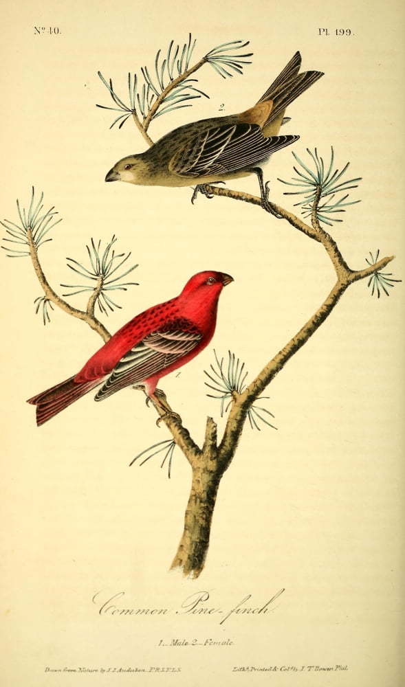 Birds of America 1844 Common Pine Finch Canvas Art - JJ Audubon (24 x 36)