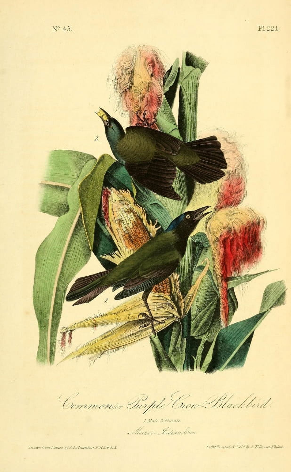 Birds of America 1844 Common Purple Crow Blackbird Canvas Art - JJ Audubon (18 x 24)