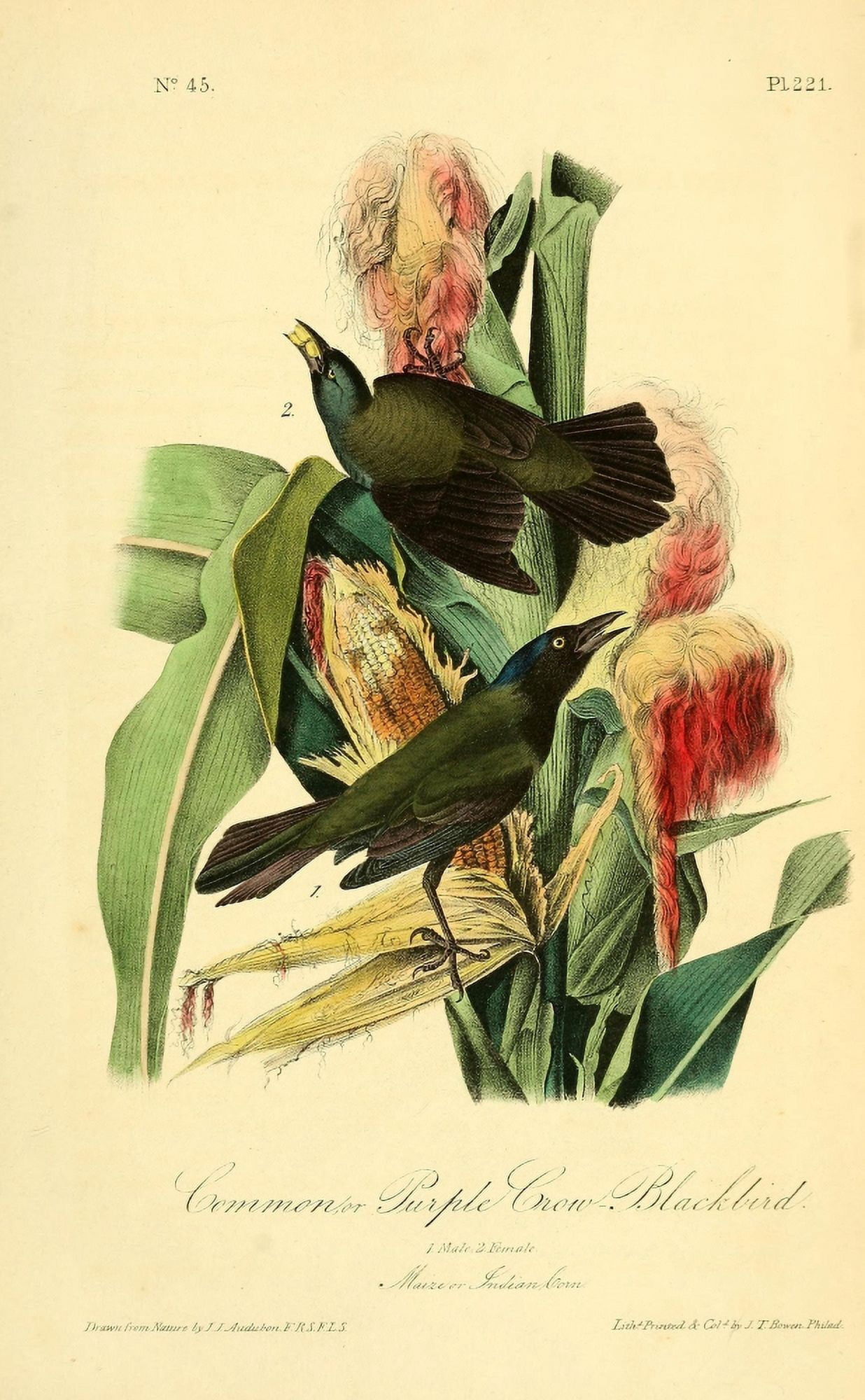 Birds of America 1844 Common Purple Crow Blackbird Canvas Art - JJ Audubon (24 x 36)