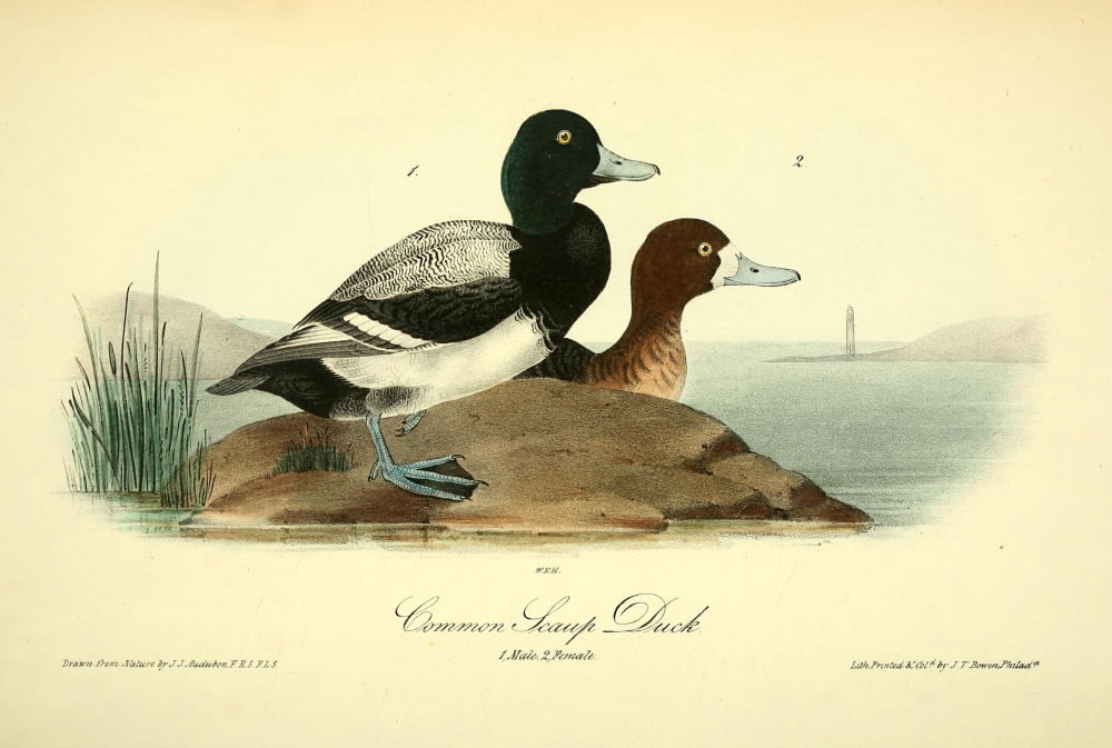 Birds of America 1844 Common Scaup Duck Canvas Art - JJ Audubon (24 x 36)