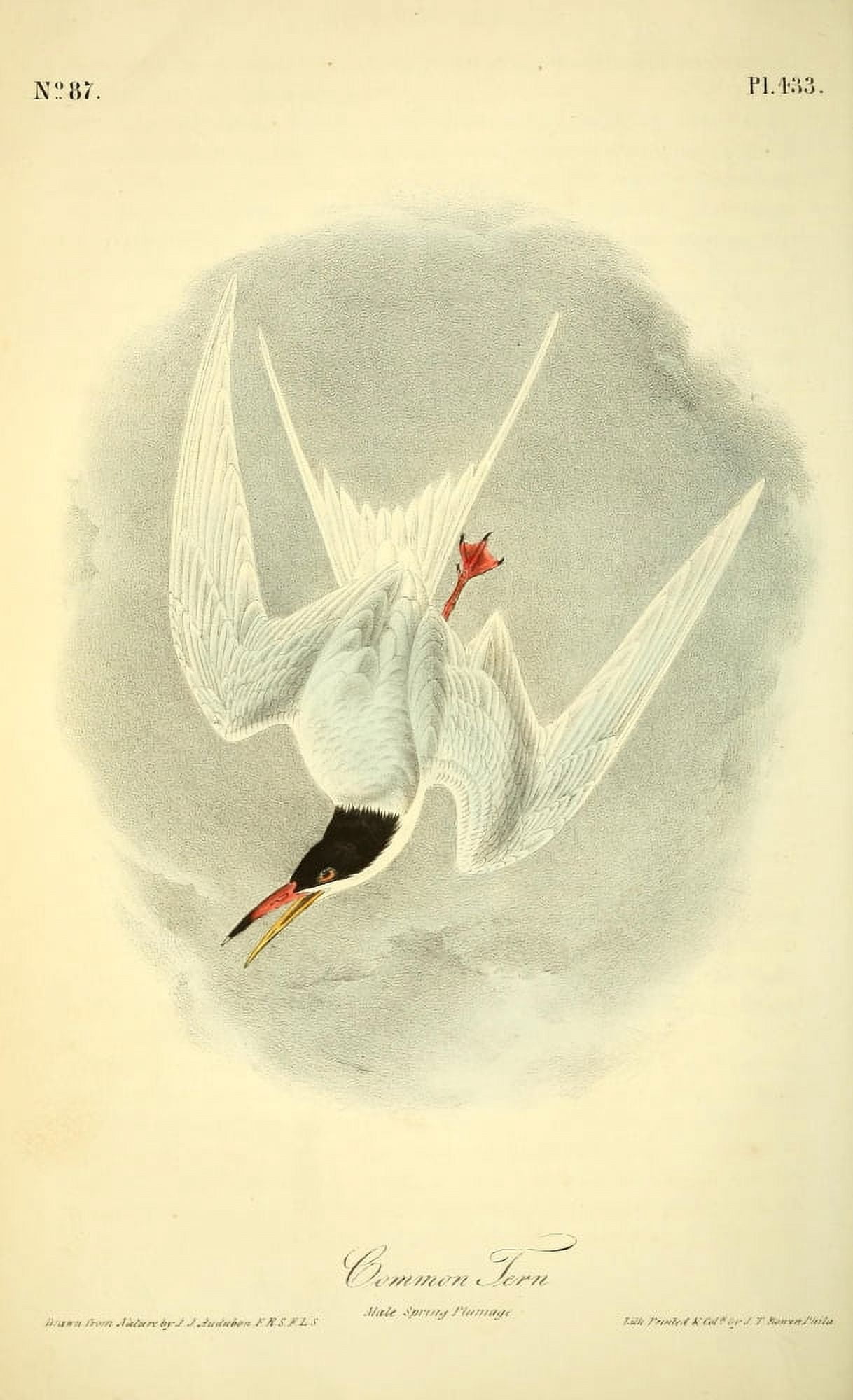 Birds of America 1844 Common Tern Canvas Art - JJ Audubon (18 x 24)