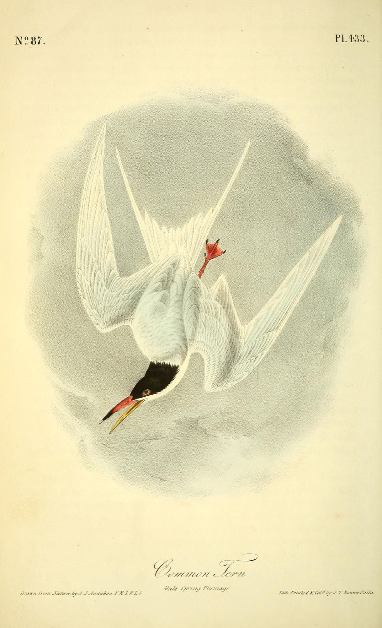 Birds of America 1844 Common Tern Canvas Art - JJ Audubon (24 x 36)
