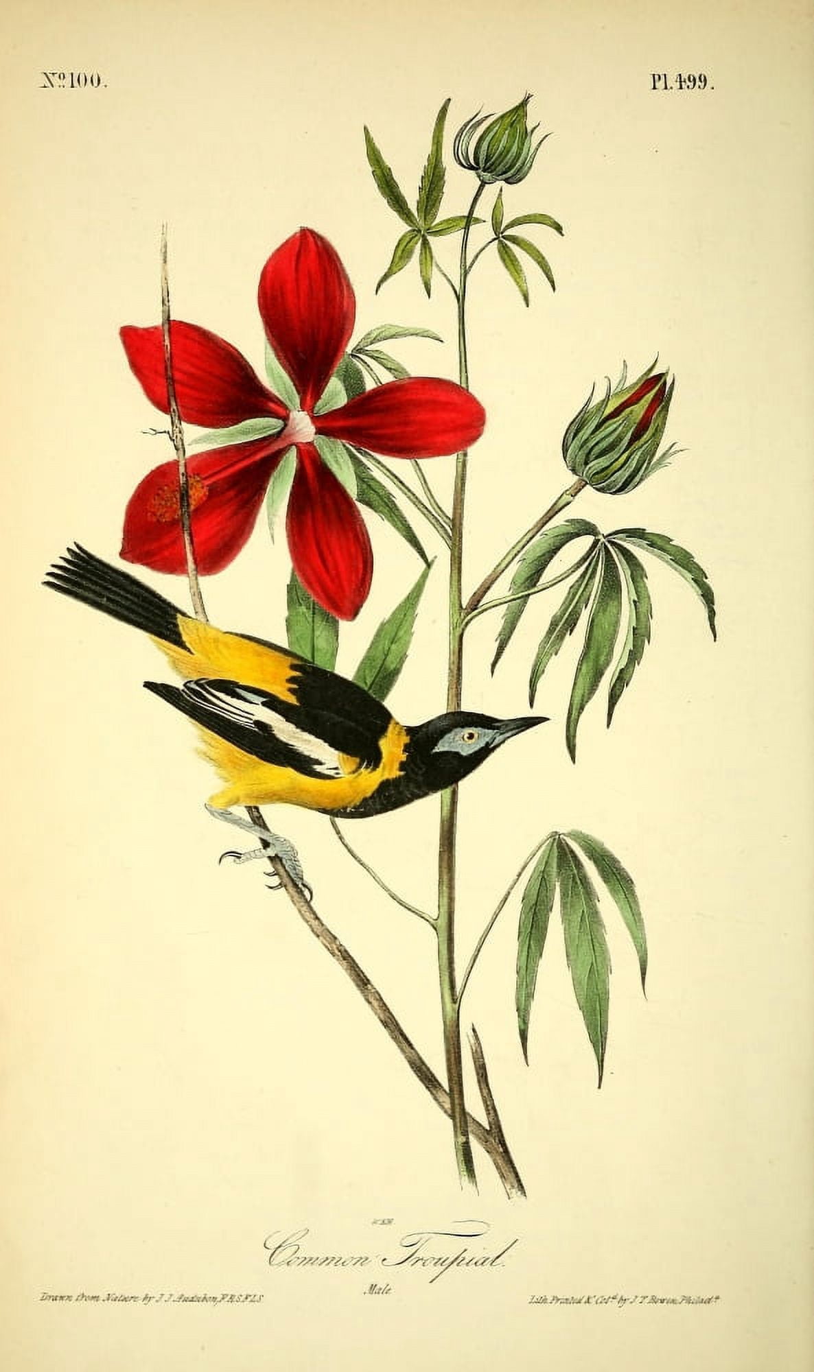 Birds of America 1844 Common Troupial Canvas Art - JJ Audubon (18 x 24)