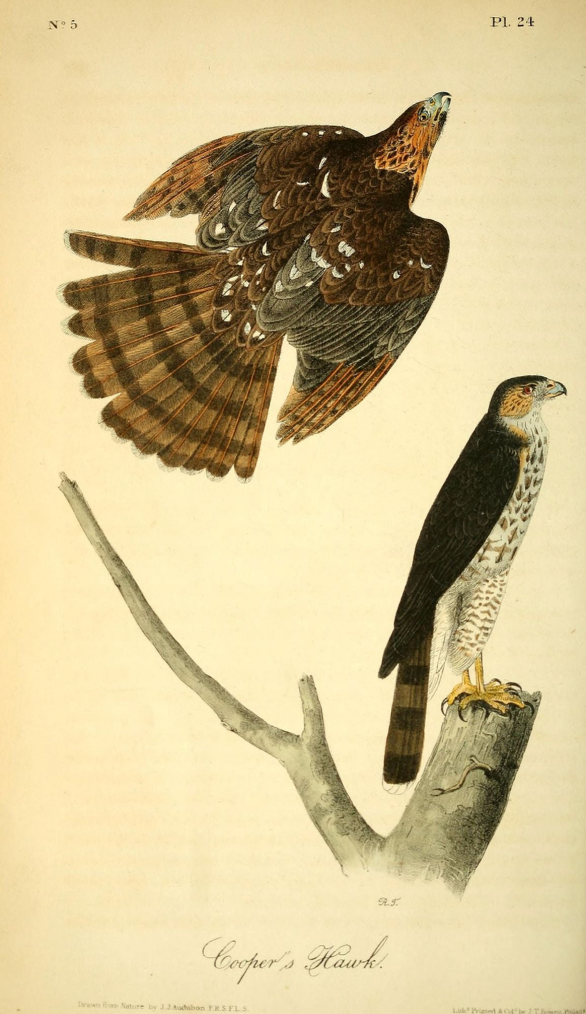 Birds of America 1844 Coopers Hawk Canvas Art - JJ Audubon (18 x 24)