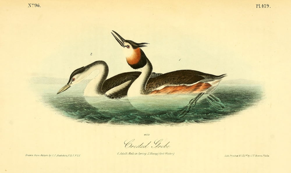 Birds of America 1844 Crested Grebe Canvas Art - JJ Audubon (18 x 24)