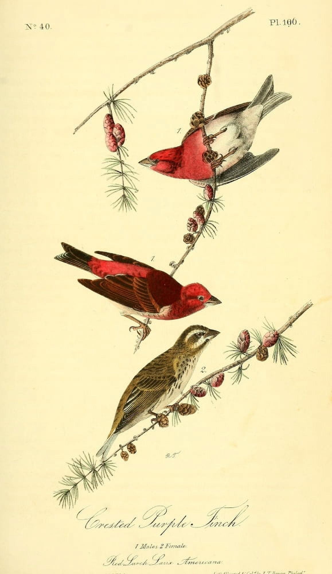 Birds of America 1844 Crested Purple Finch Canvas Art - JJ Audubon (18 x 24)