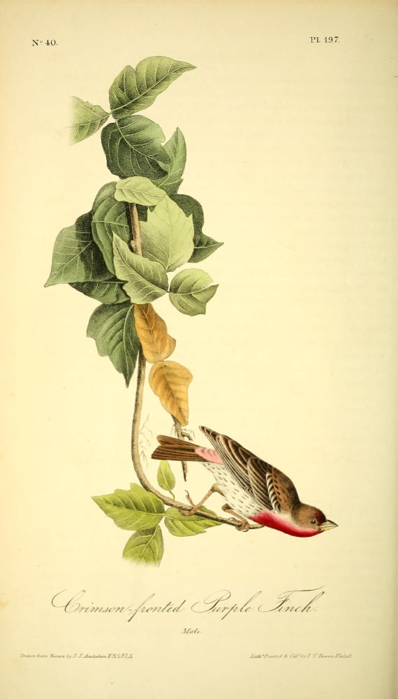 Birds of America 1844 Crimson-fronted Purple Finch Canvas Art - JJ Audubon (18 x 24)
