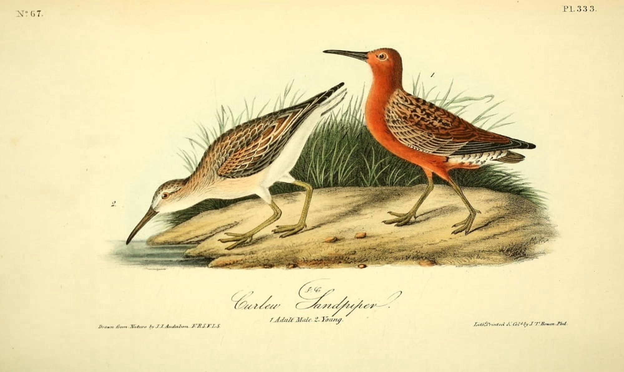 Birds of America 1844 Curlew Sandpiper Canvas Art - JJ Audubon (18 x 24)