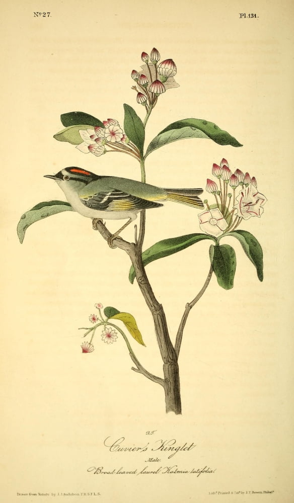 Birds of America 1844 -Cuviers Kinglet Canvas Art - JJ Audubon (18 x 24)