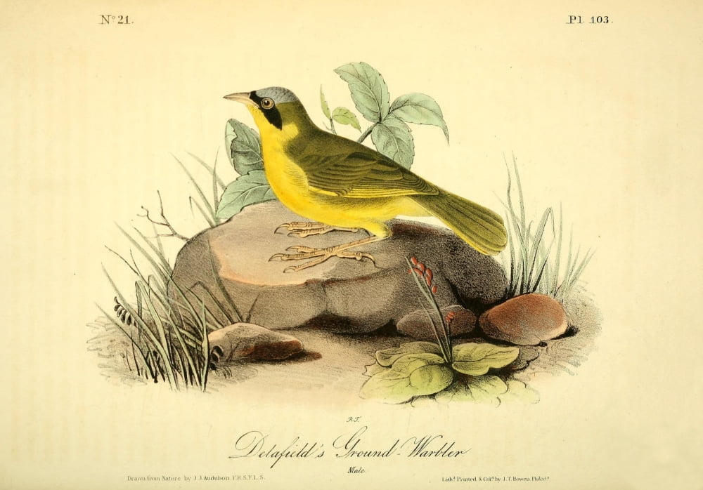 Birds of America 1844 Delafields Ground Warbler Canvas Art - JJ Audubon (18 x 24)