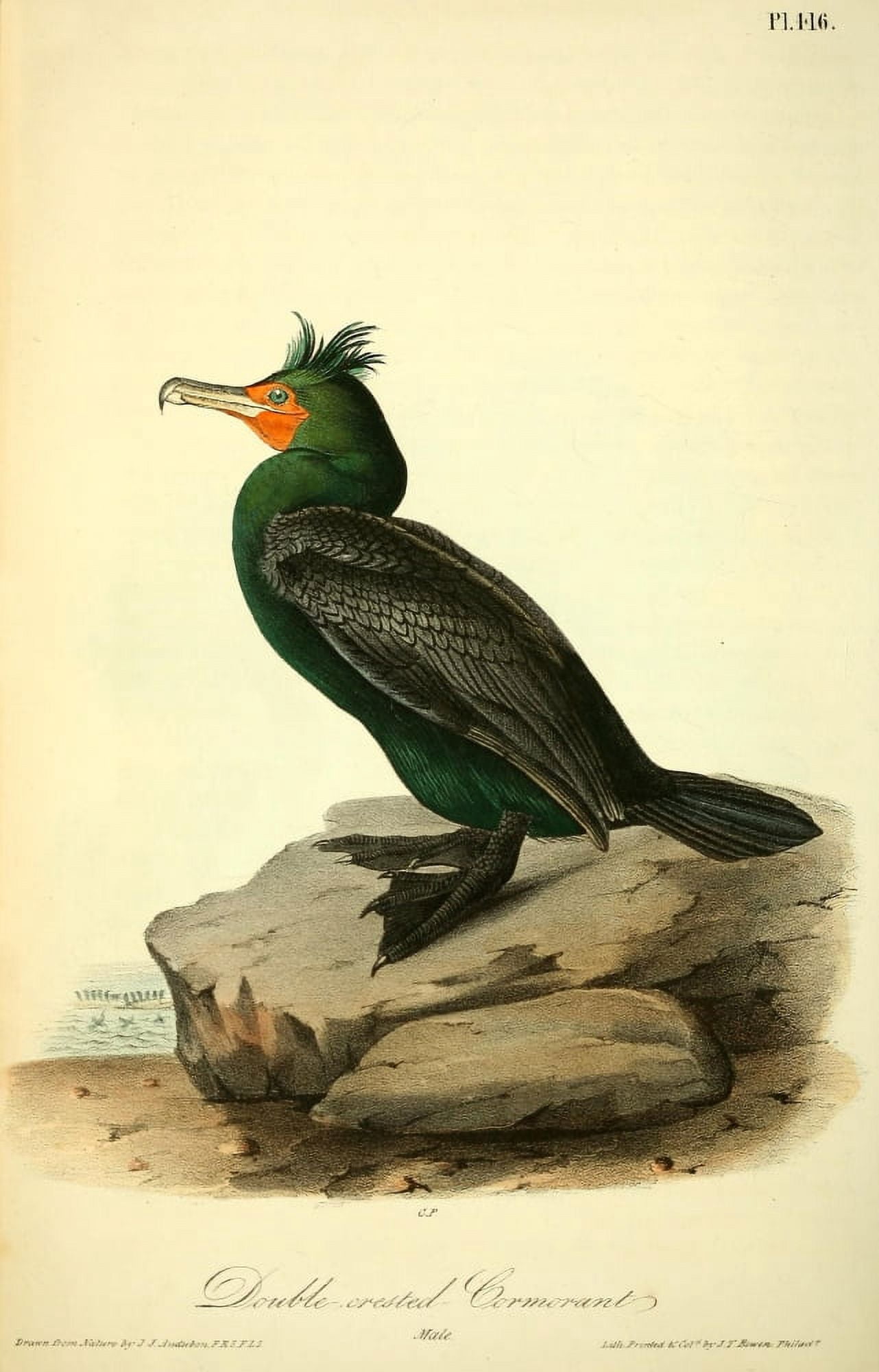 Birds of America 1844 Double-crested Cormorant Canvas Art - JJ Audubon (18 x 24)