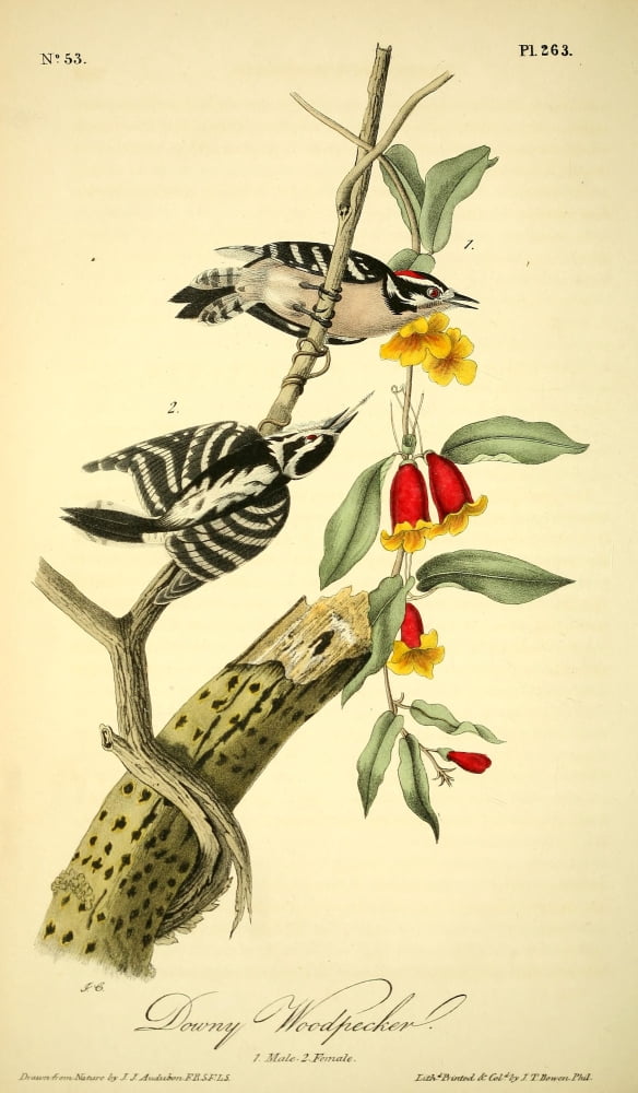 Birds of America 1844 Downy Woodpecker Canvas Art - JJ Audubon (24 x 36)