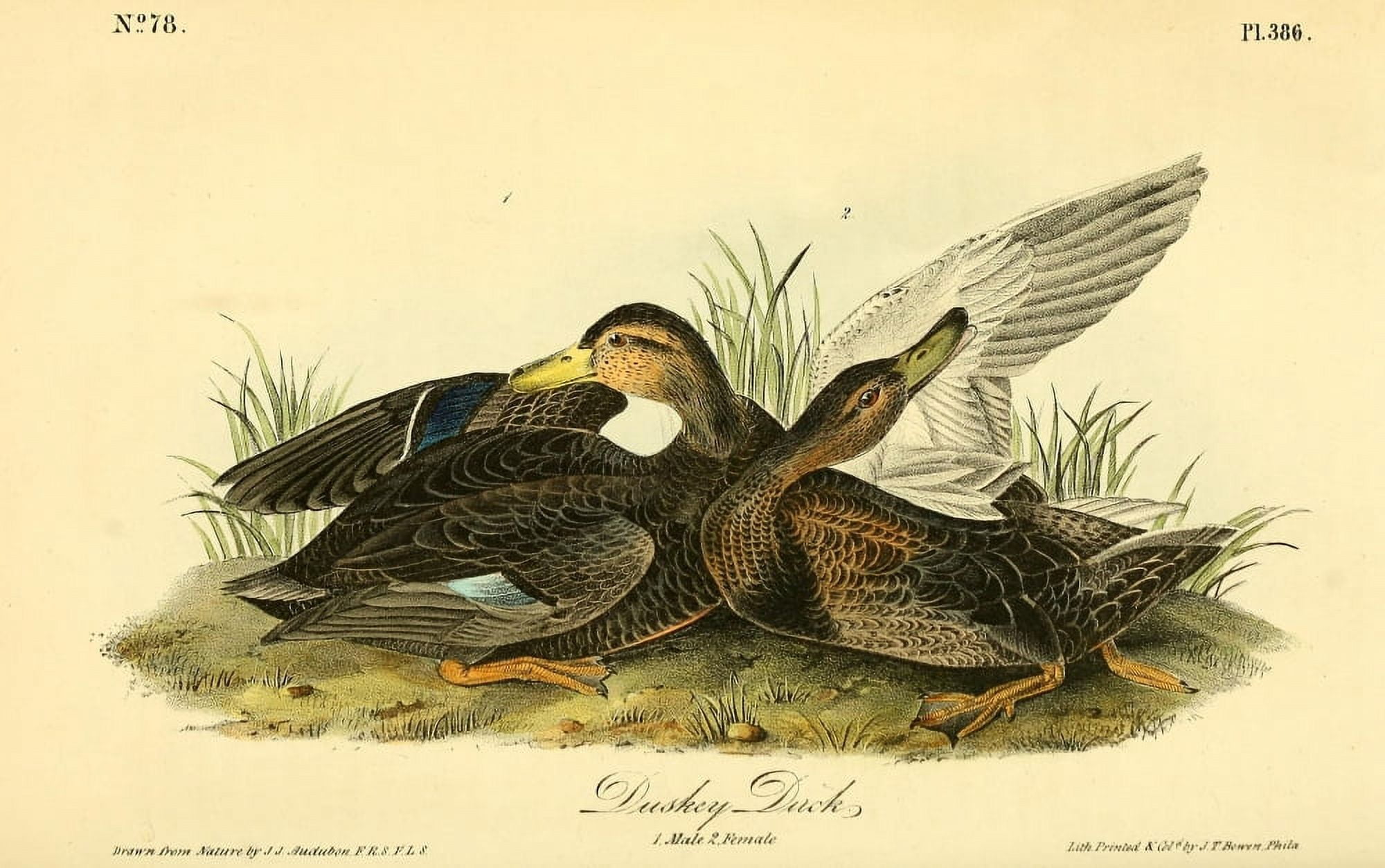 Birds of America 1844 Duskey Duck Canvas Art - JJ Audubon (24 x 36)