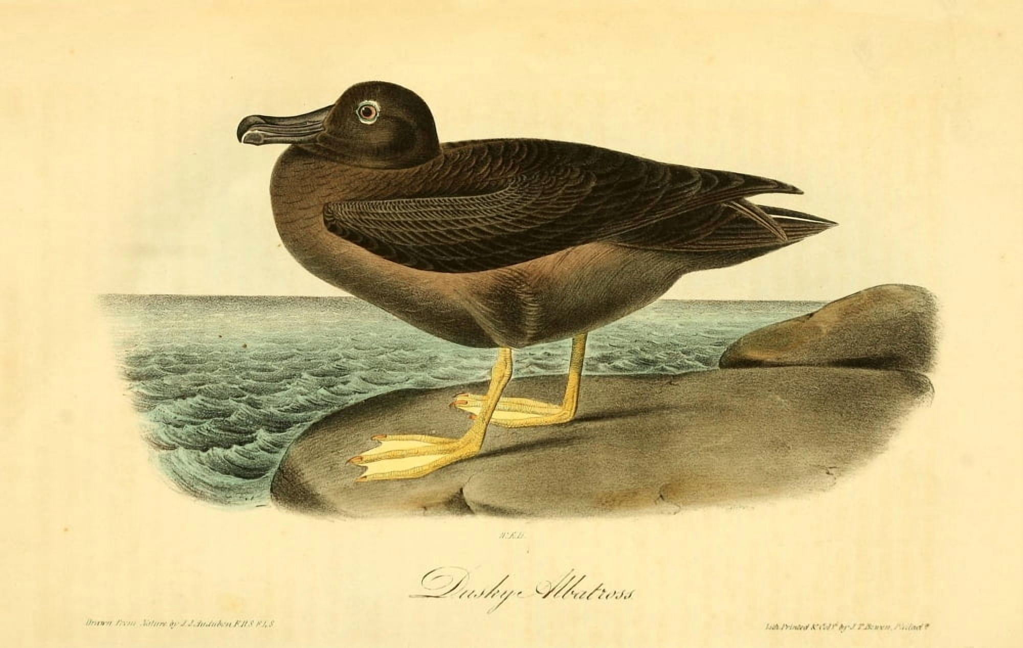 Birds of America 1844 Dusky Albatross Canvas Art - JJ Audubon (24 x 36)