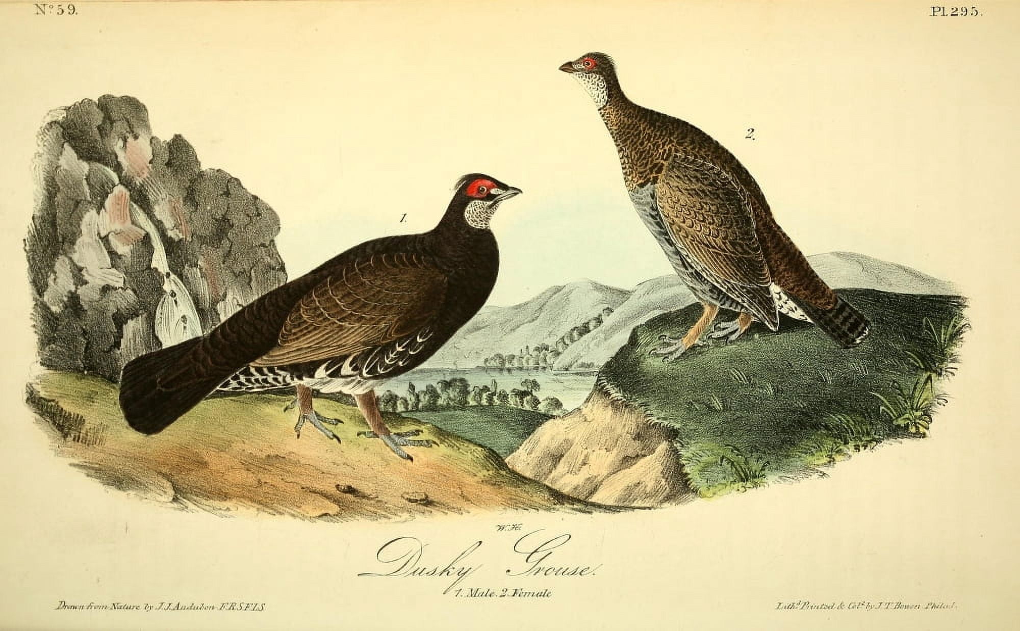 Birds of America 1844 Dusky Grouse Canvas Art - JJ Audubon (18 x 24)
