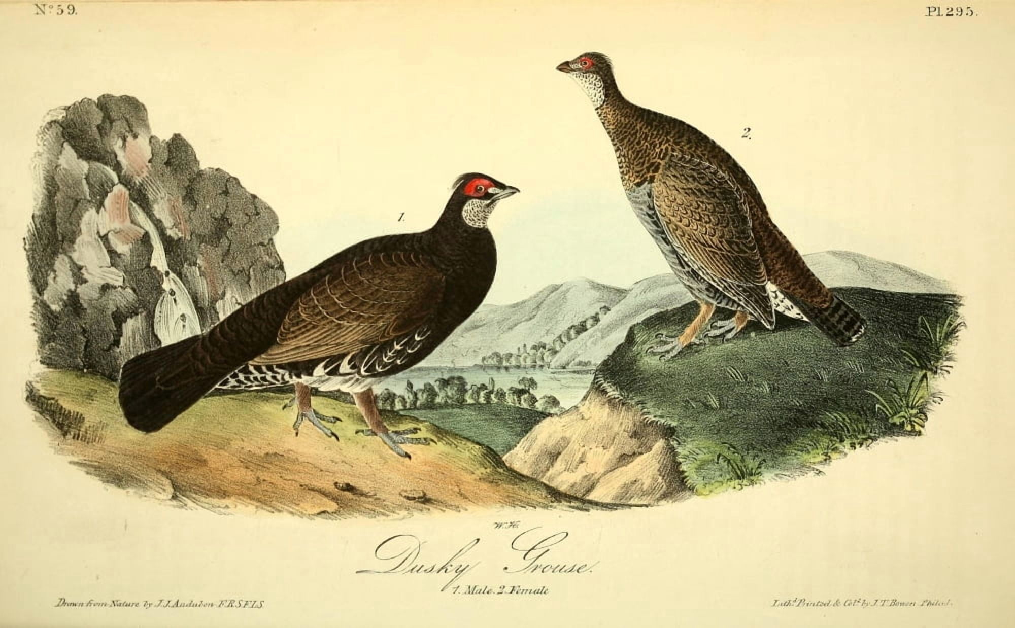 Birds of America 1844 Dusky Grouse Canvas Art - JJ Audubon (24 x 36)