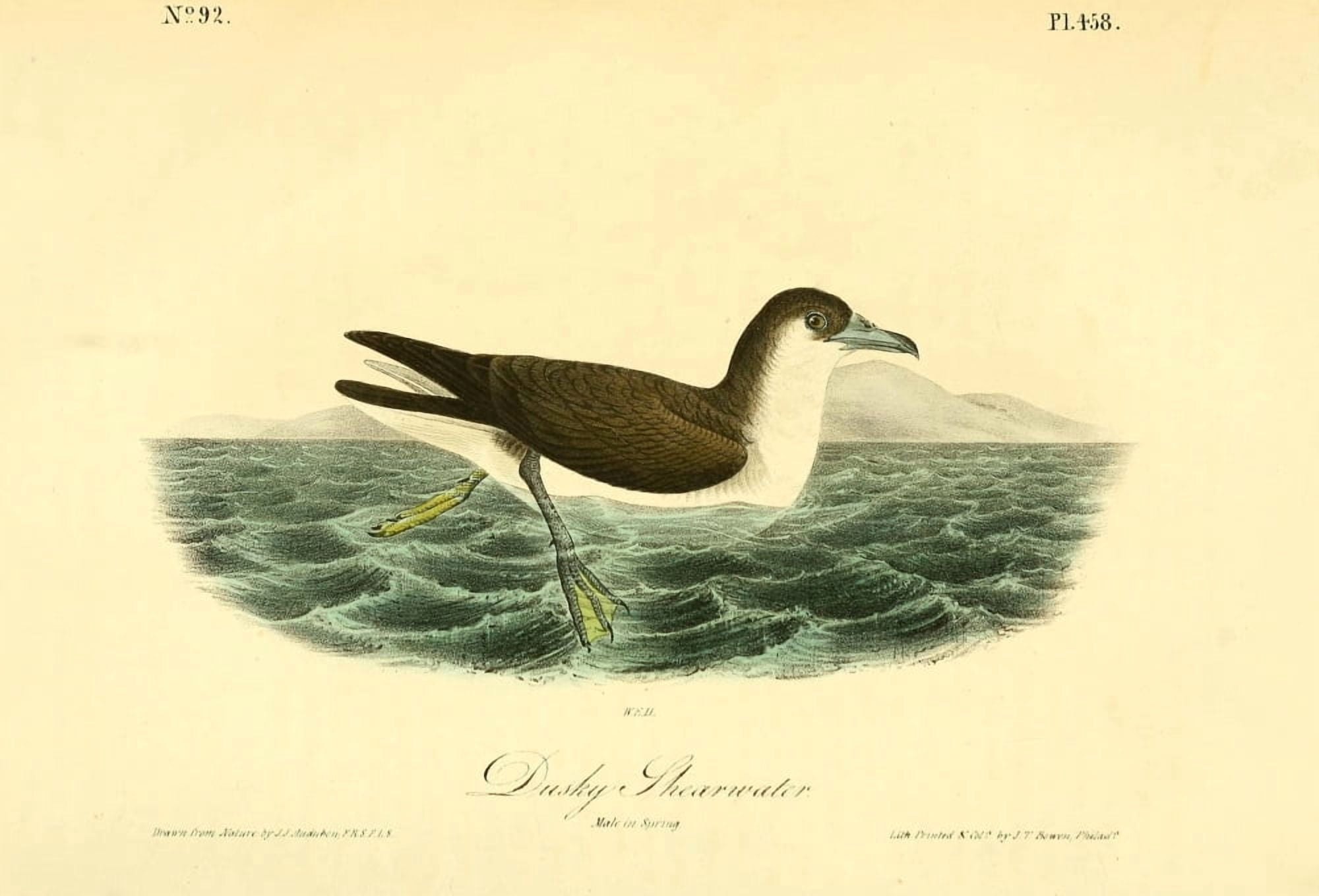 Birds of America 1844 Dusky Shearwater Canvas Art - JJ Audubon (24 x 36)