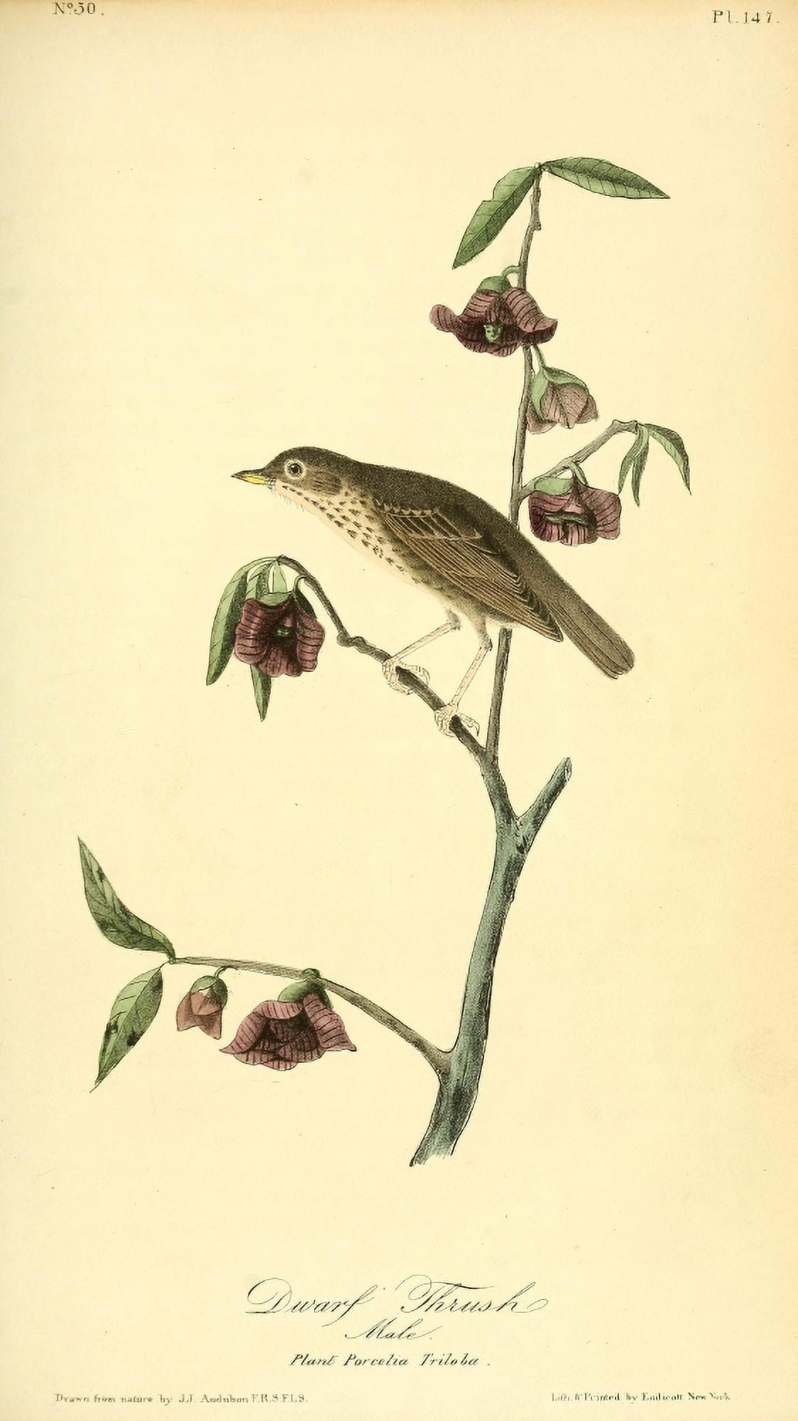 Birds of America 1844 Dwarf Thrush Canvas Art - JJ Audubon (18 x 24)