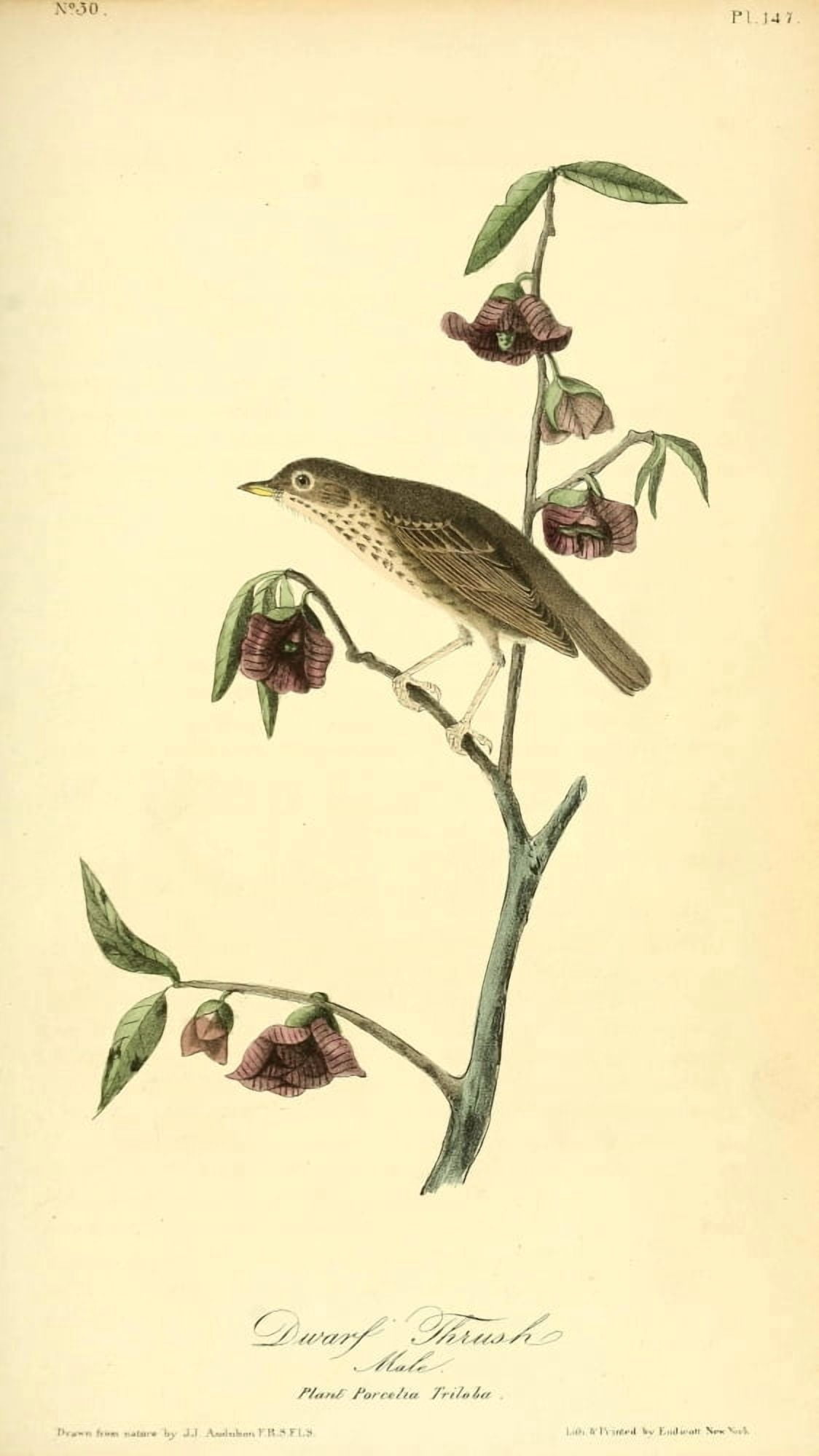 Birds of America 1844 Dwarf Thrush Canvas Art - JJ Audubon (24 x 36)