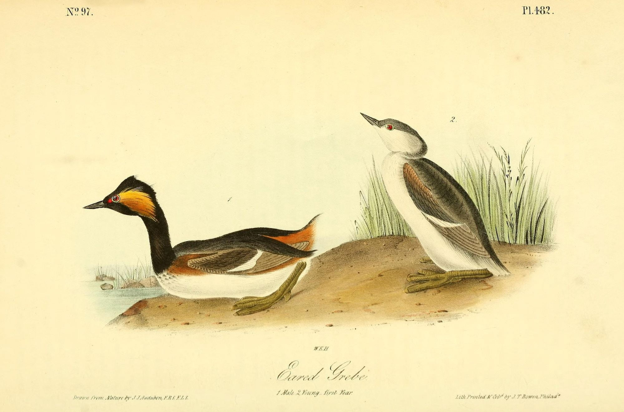 Birds of America 1844 Eared Grebe Canvas Art - JJ Audubon (24 x 36)