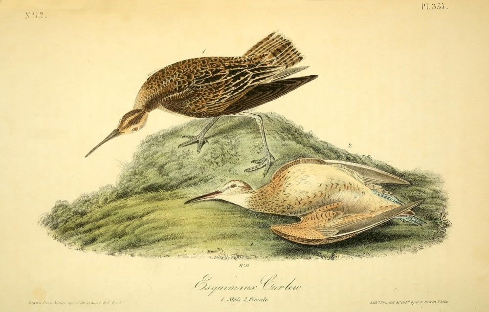 Birds of America 1844 Esquimaux Curlew Canvas Art - JJ Audubon (18 x 24)