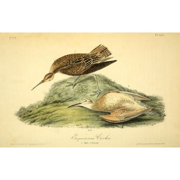 Birds of America 1844 Esquimaux Curlew Poster Print by J.J. Audubon (24 x 36)