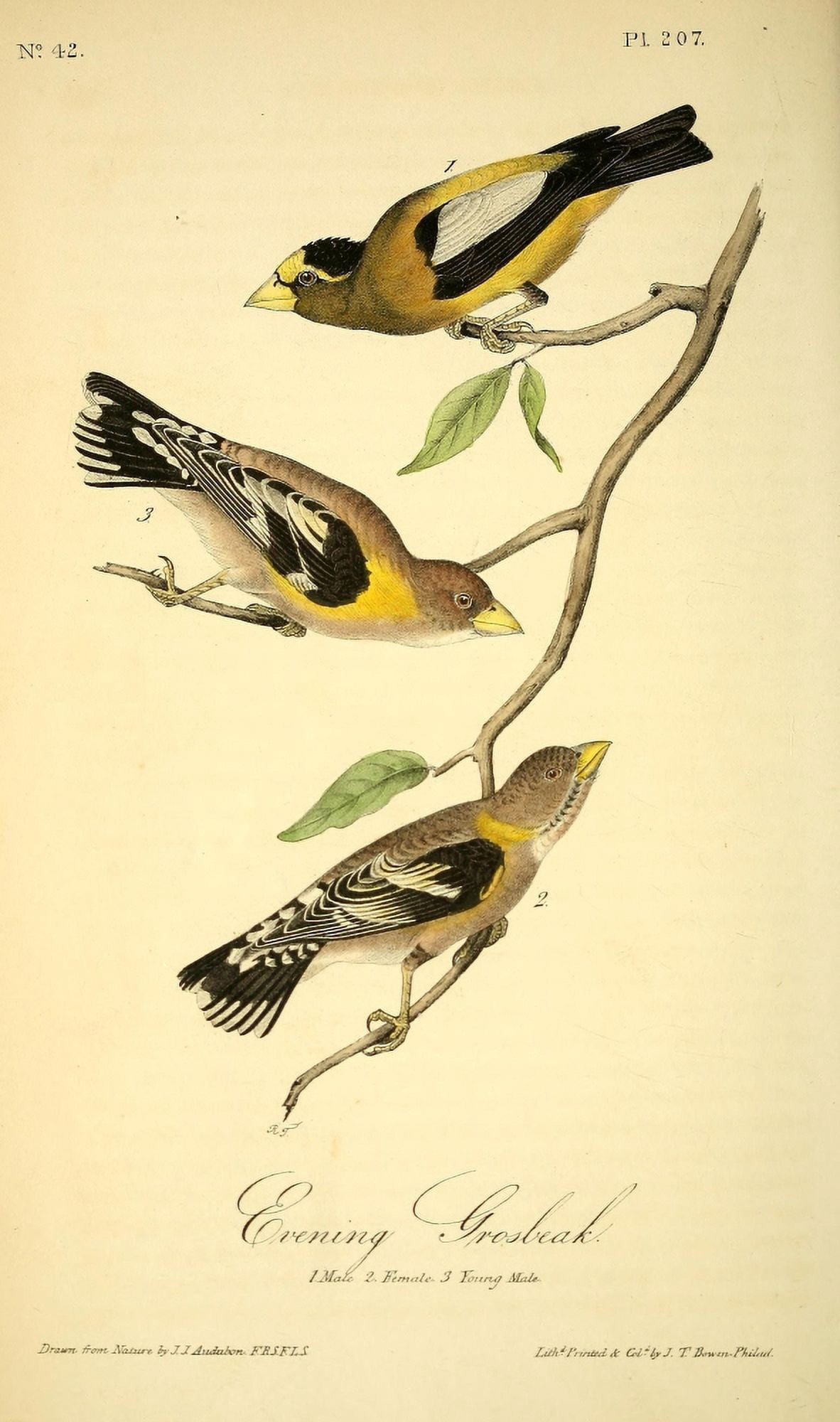 Birds of America 1844 Evening Grosbeak Canvas Art - JJ Audubon (18 x 24)