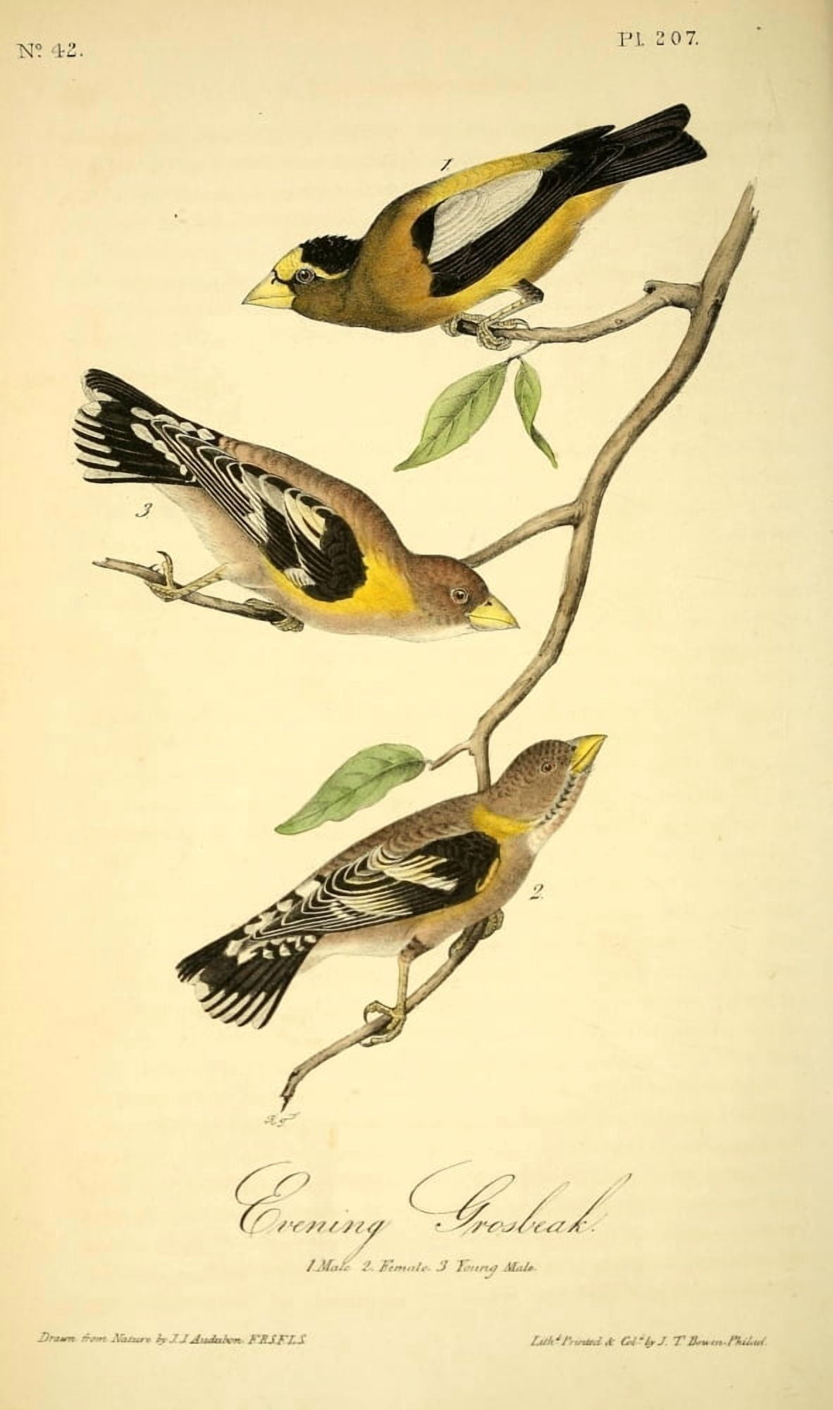 Birds of America 1844 Evening Grosbeak Canvas Art - JJ Audubon (24 x 36)