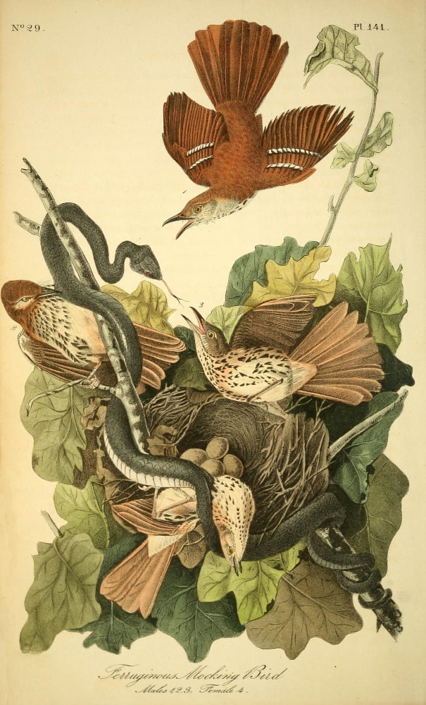 Birds of America 1844 Ferruginous Mocking Bird Canvas Art - JJ Audubon (18 x 24)