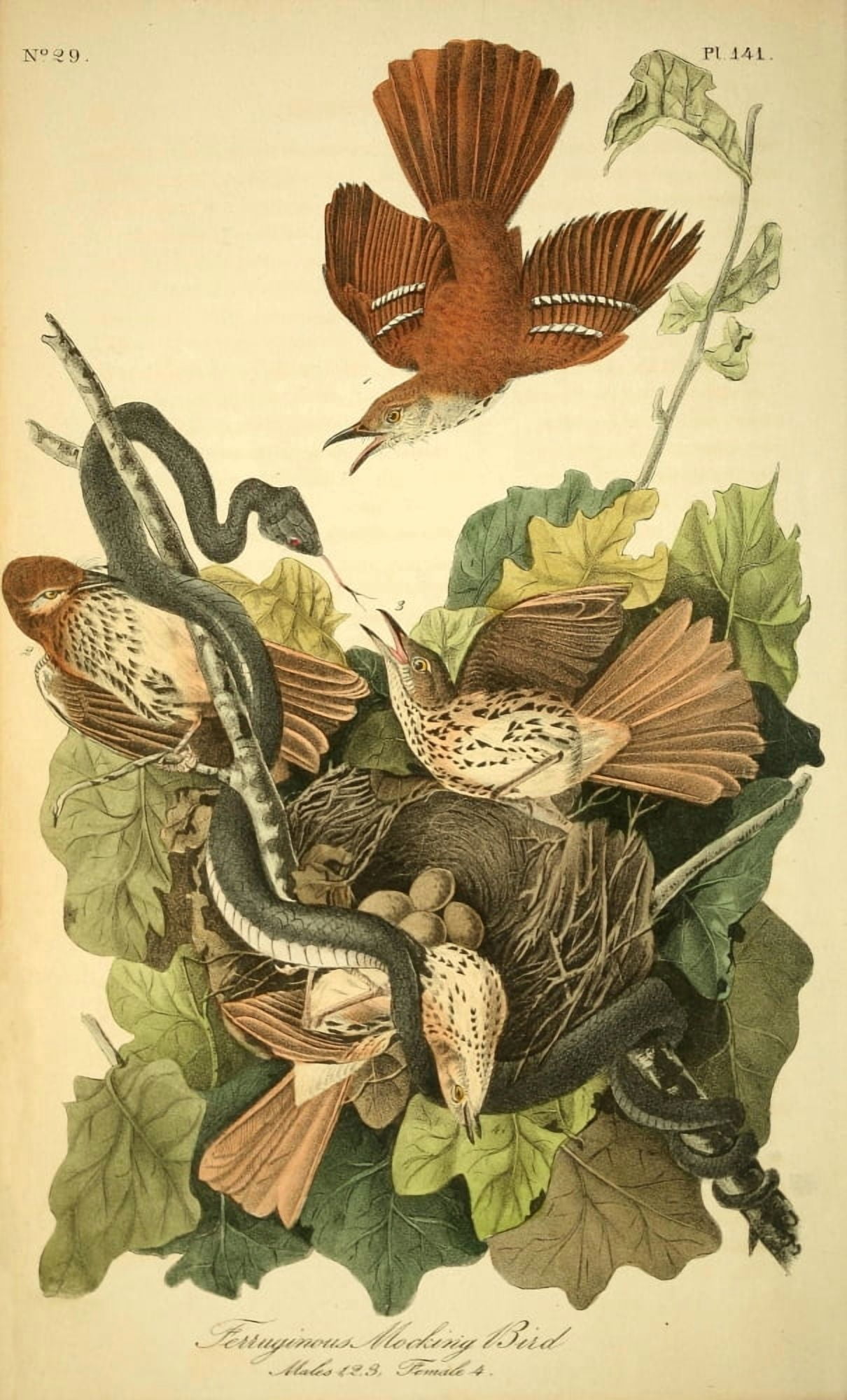 Birds of America 1844 Ferruginous Mocking Bird Canvas Art - JJ Audubon (24 x 36)