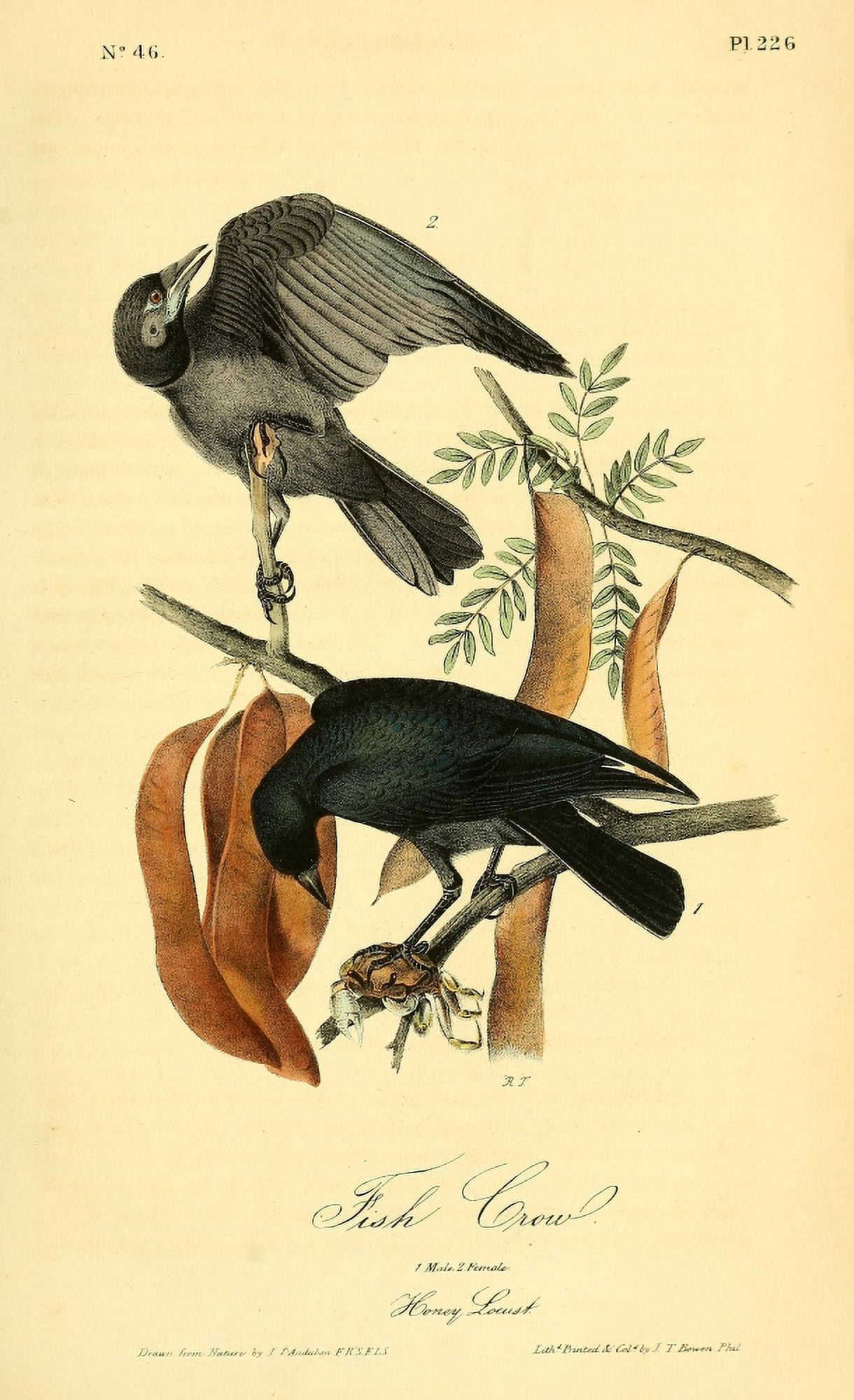 Birds of America 1844 Fish Crow Canvas Art - JJ Audubon (24 x 36)
