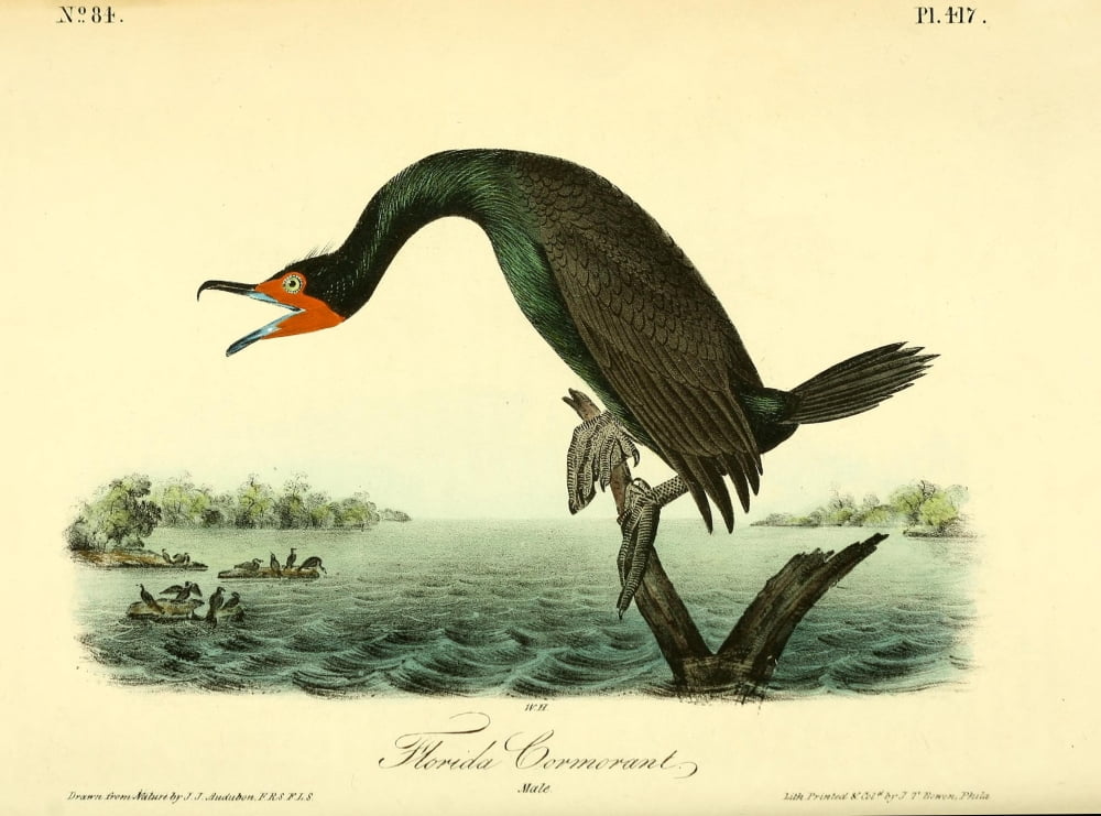 Birds of America 1844 Florida Cormorant Canvas Art - JJ Audubon (18 x 24)