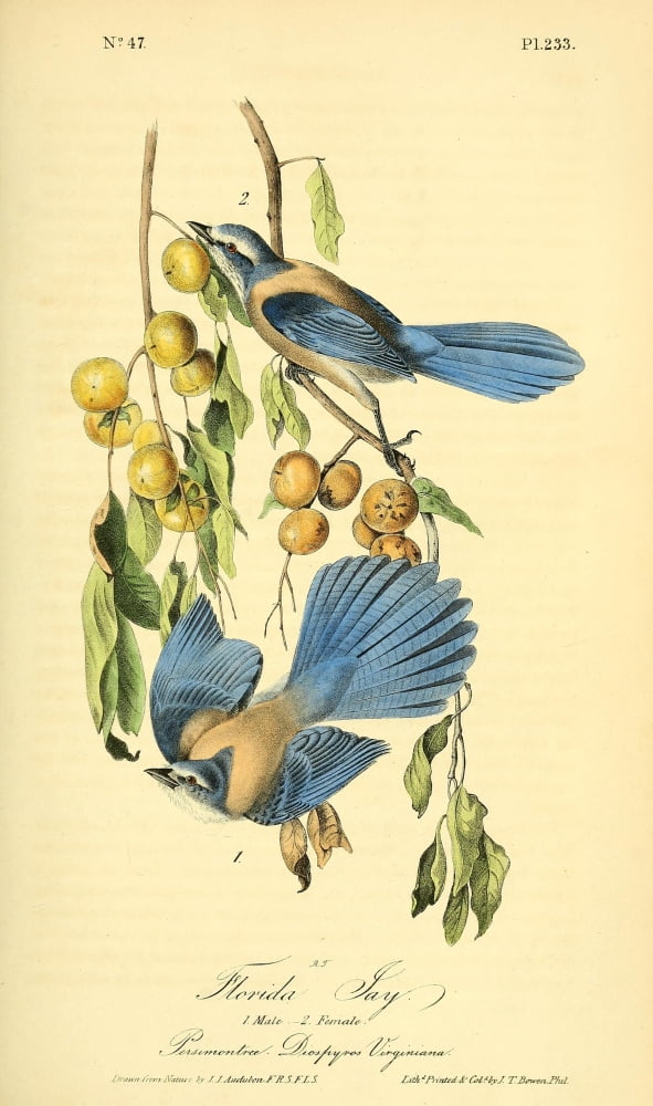 Birds of America 1844 Florida Jay Canvas Art - JJ Audubon (24 x 36)