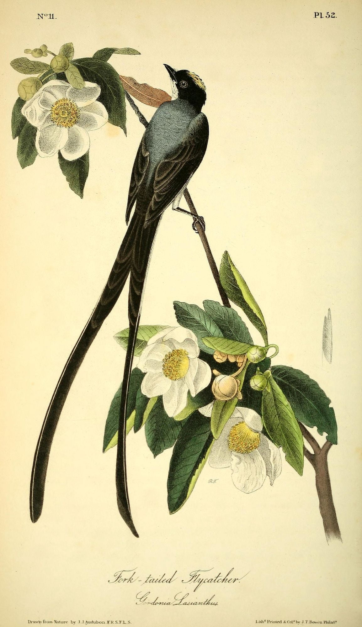 Birds of America 1844 Fork-tailed Flycatcher Canvas Art - JJ Audubon (24 x 36)