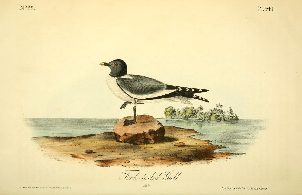 Birds of America 1844 Fork-tailed Gull Canvas Art - JJ Audubon (18 x 24)
