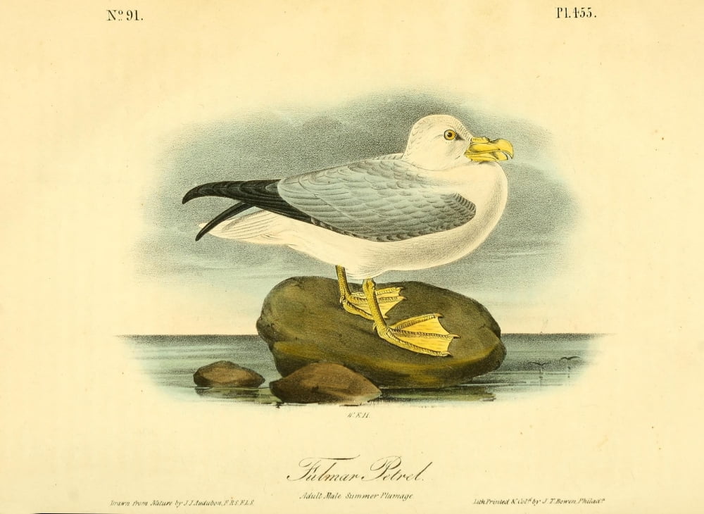 Birds of America 1844 Fulmar Petrel Canvas Art - JJ Audubon (18 x 24)