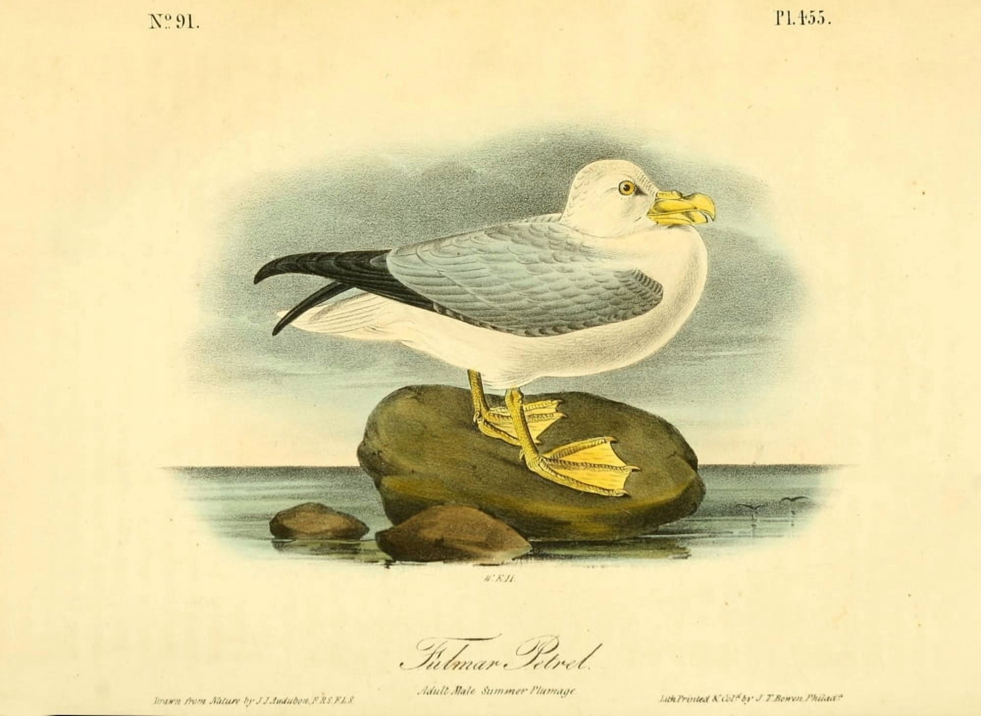 Birds of America 1844 Fulmar Petrel Canvas Art - JJ Audubon (24 x 36)