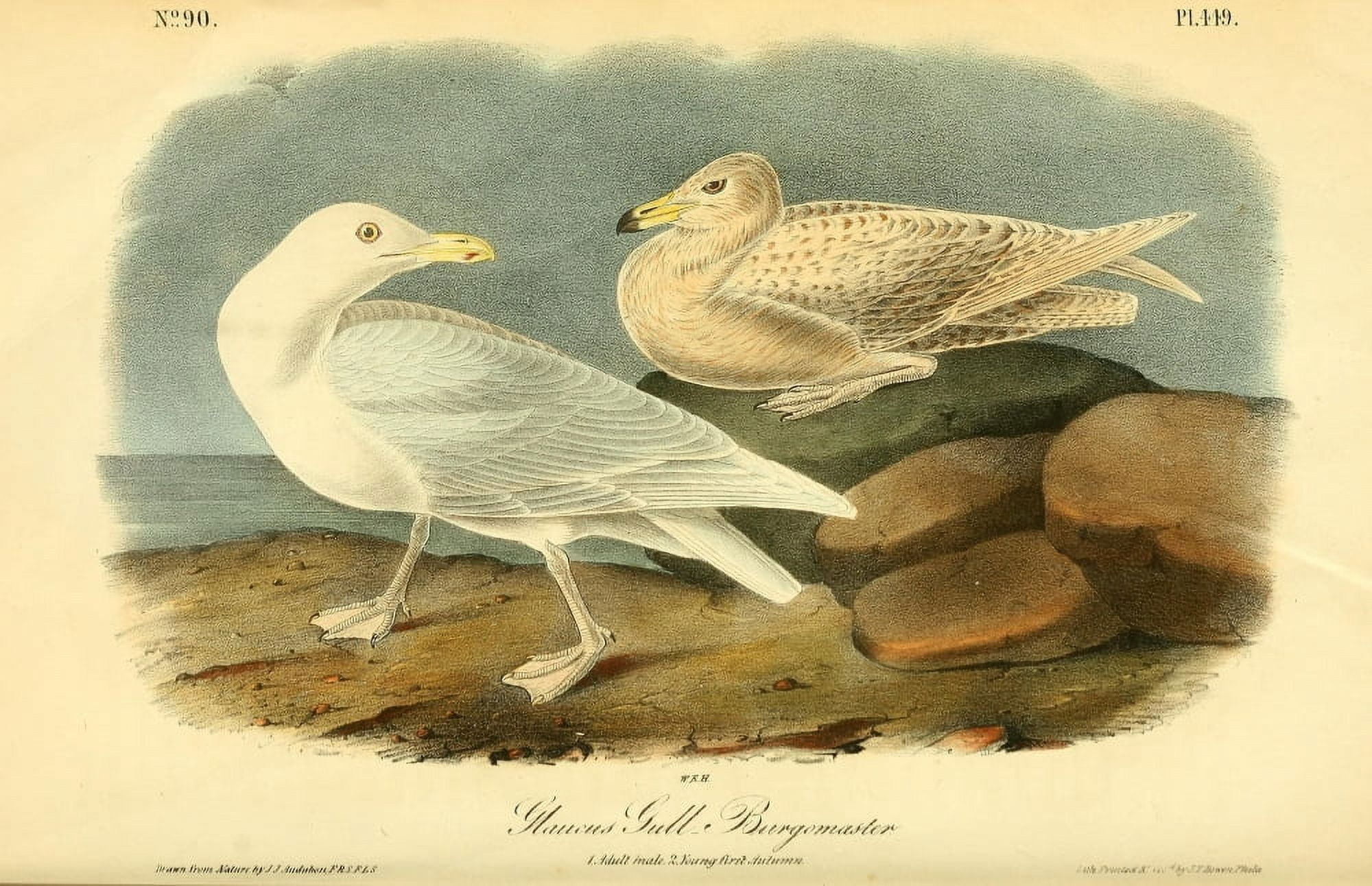 Birds of America 1844 Glaucus Gull Canvas Art - JJ Audubon (24 x 36)