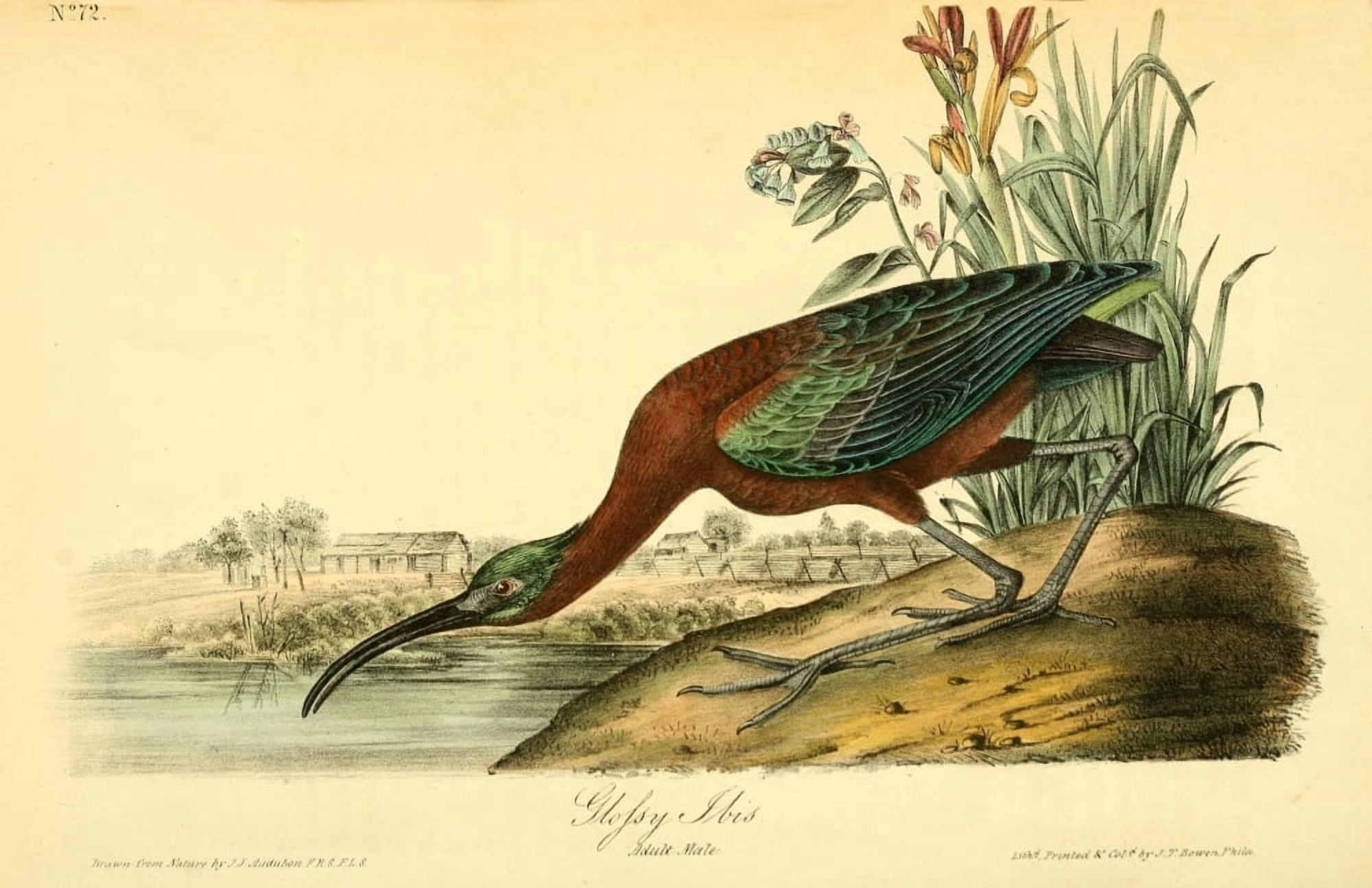 Birds of America 1844 Glofsy Ibis Canvas Art - JJ Audubon (24 x 36)