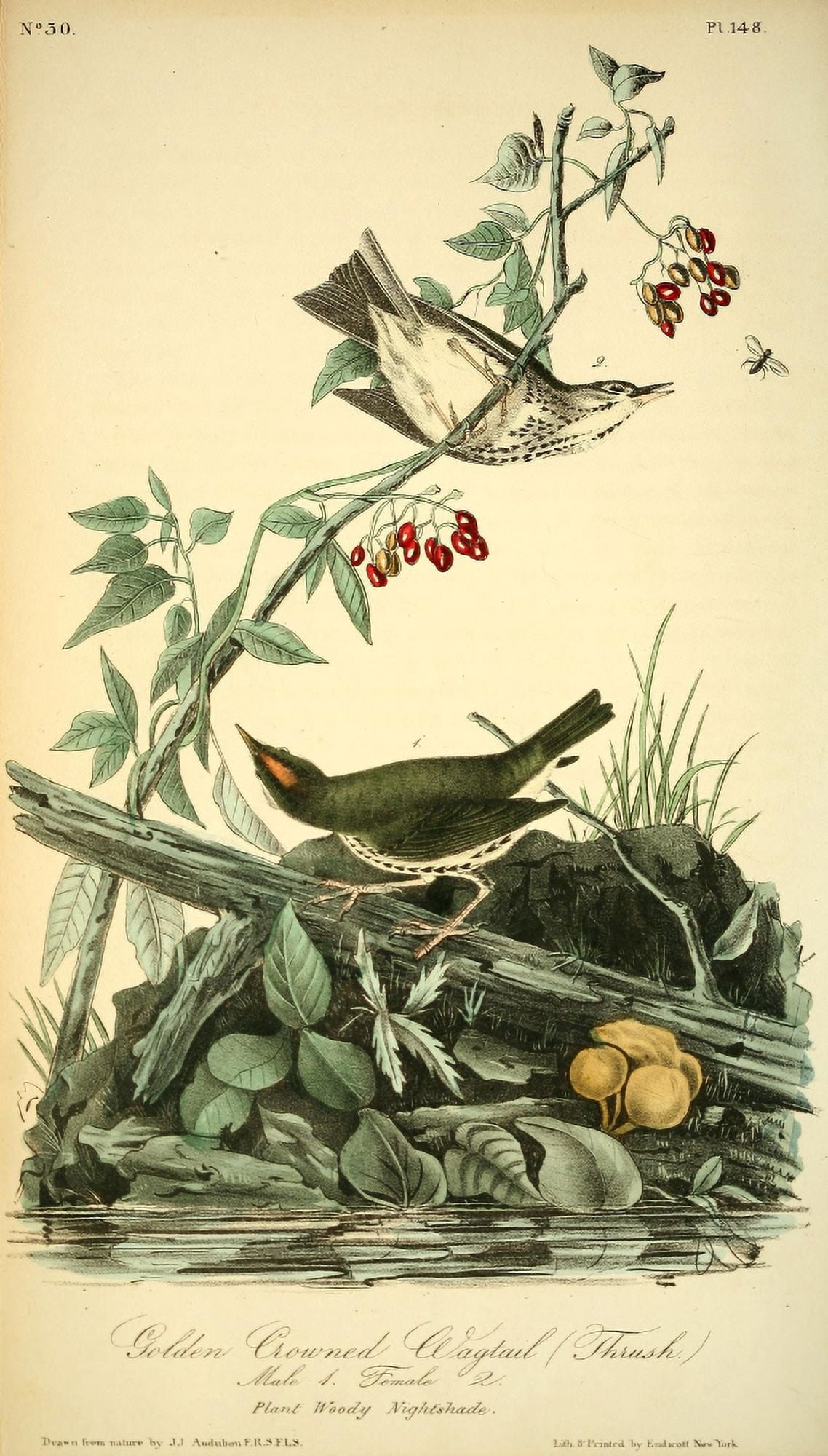 Birds of America 1844 Golden Crowned Wagtail Canvas Art - JJ Audubon (24 x 36)