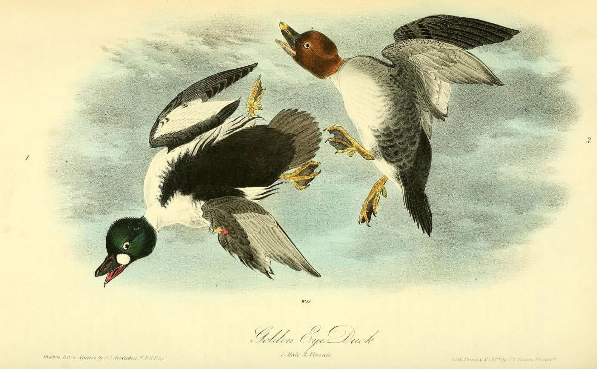 Birds of America 1844 Golden Eye Duck Canvas Art - JJ Audubon (18 x 24)