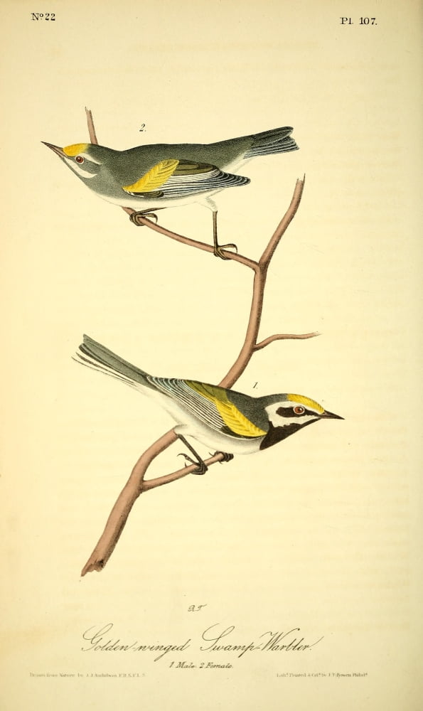 Birds of America 1844 Golden-winged Swamp Warbler Canvas Art - JJ Audubon (18 x 24)