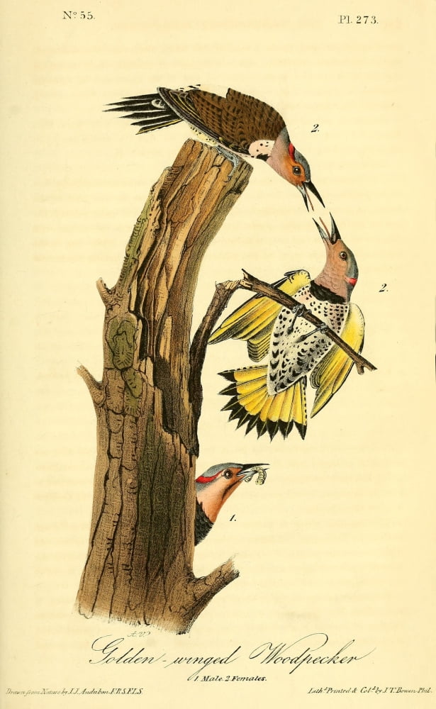 Birds of America 1844 Golden-winged Woodpecker Canvas Art - JJ Audubon (18 x 24)