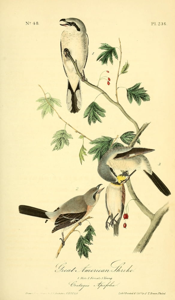 Birds of America 1844 Great American Shrike Canvas Art - JJ Audubon (18 x 24)