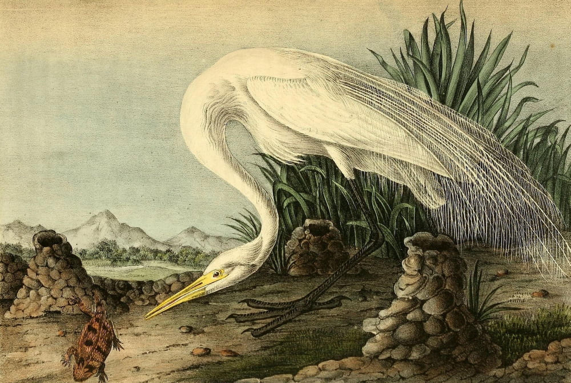 Birds of America 1844 Great American White Egret Canvas Art - JJ Audubon (18 x 24)