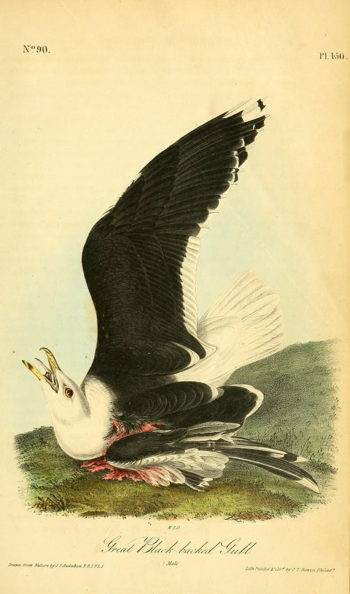 Birds of America 1844 Great Black-backed Gull Canvas Art - JJ Audubon (18 x 24)