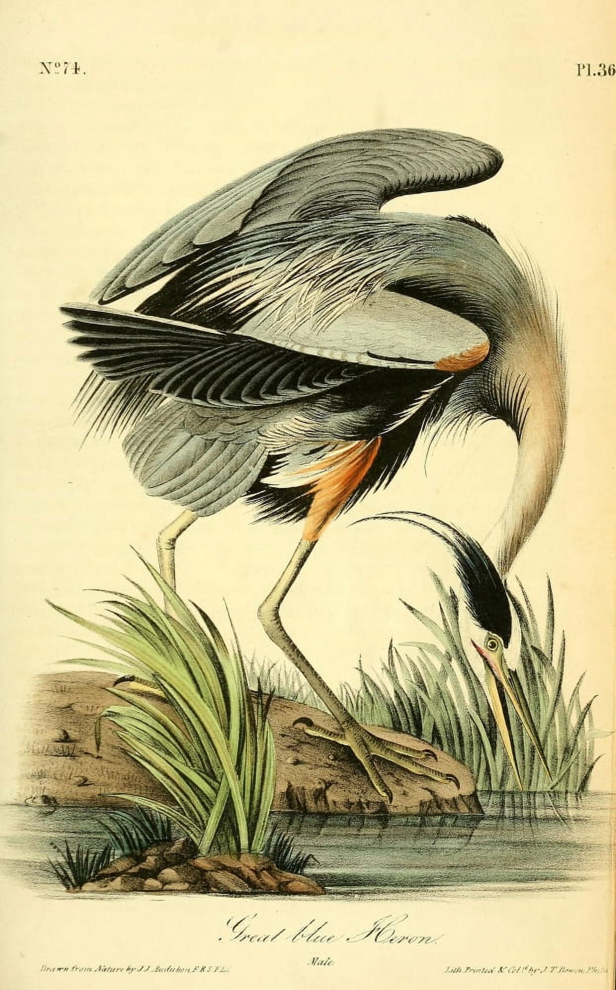 Birds of America 1844 Great Blue Heron Canvas Art - JJ Audubon (18 x 24)