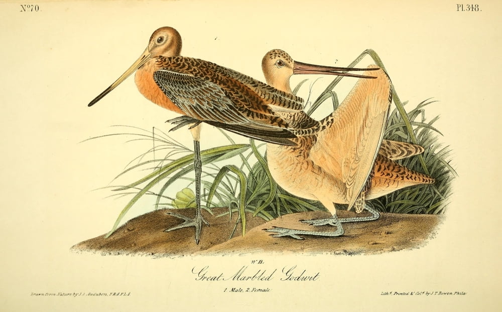 Birds of America 1844 Great Marbled Godwit Canvas Art - JJ Audubon (18 x 24)